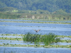 Ardea cinerea