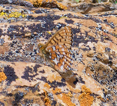 Boloria astarte