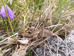 Pholidoptera dalmatica