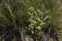 Berkheya carlinifolia