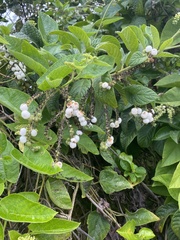 Tournefortia rufosericea