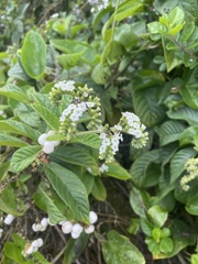 Tournefortia rufosericea