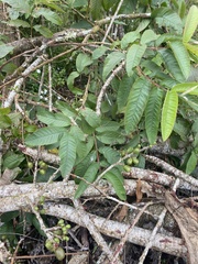 Tournefortia rufosericea