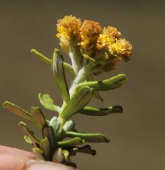 Helichrysum trilineatum