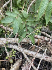 Tournefortia rufosericea