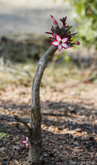 Adenium multiflorum