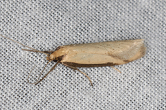 Philobota hypocausta