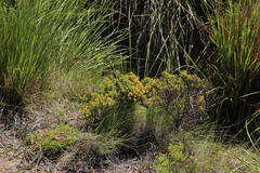 Helichrysum trilineatum