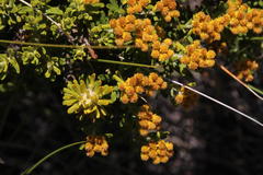 Helichrysum trilineatum