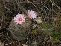 Escobaria tuberculosa varicolor