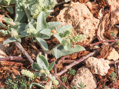 Atriplex tornabenei