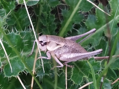 Pholidoptera dalmatica