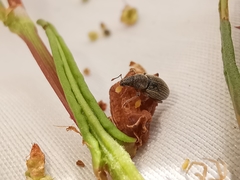 Polydrusus marginatus