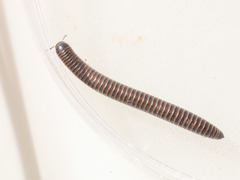 Acanthoiulus cassinensis