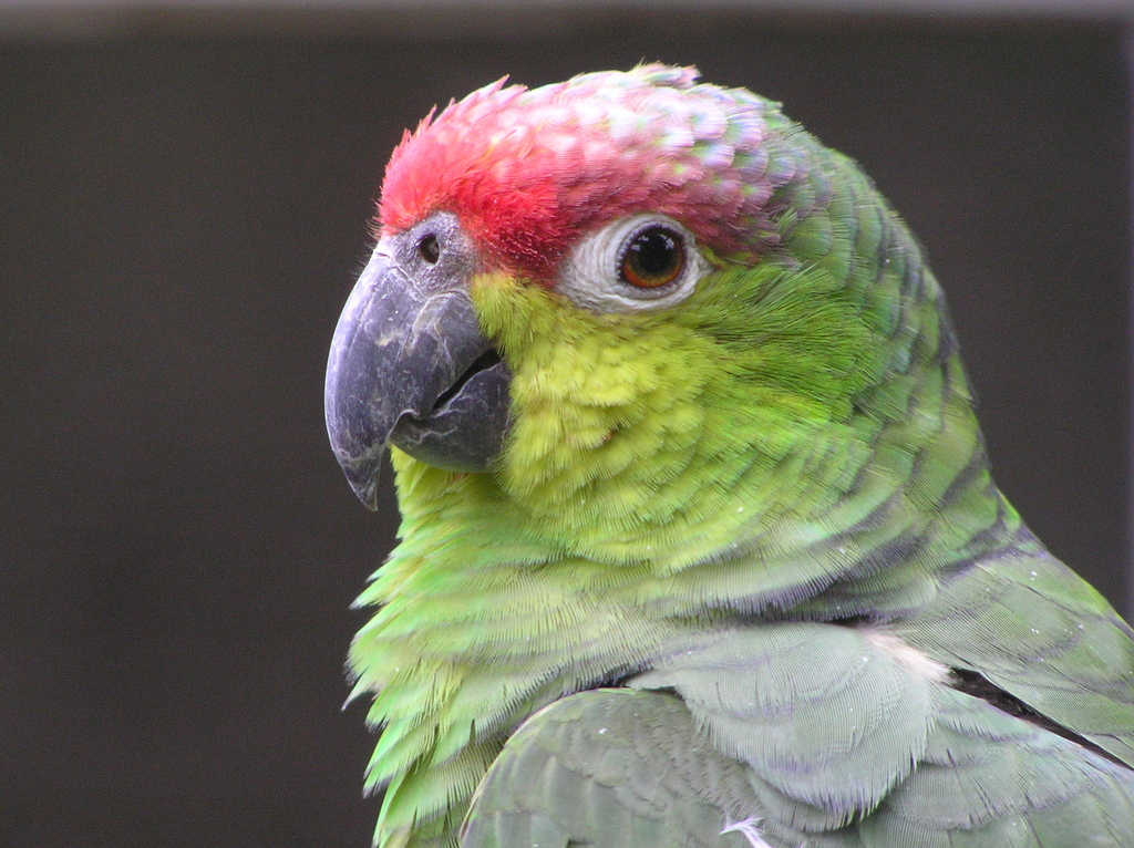 Lilacine Amazon photo