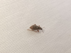 Polydrusus marginatus