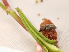 Polydrusus marginatus