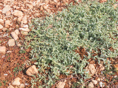 Atriplex tornabenei