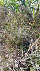 Chrysocoma esterhuyseniae