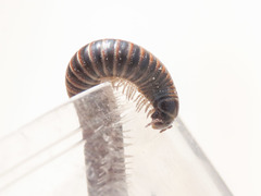 Acanthoiulus cassinensis