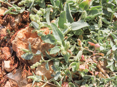 Atriplex tornabenei