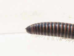 Acanthoiulus cassinensis