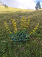 Gentiana lutea symphyandra