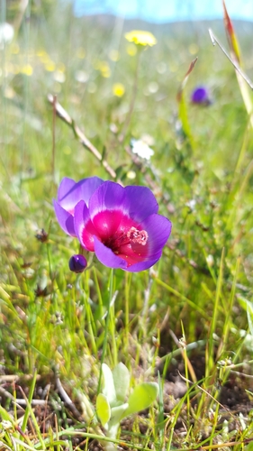 Image of Geissorhiza eurystigma by (c) Jacques van der Merwe, some rights reserved (CC BY-SA)