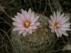 Escobaria tuberculosa varicolor
