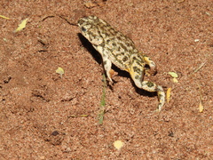 Anaxyrus kelloggi