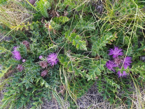 Prizemni osjak (Cirsium acaulon)