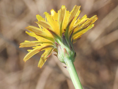 Hypochaeris radicata