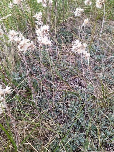 plešivec dvojdomý (Antennaria dioica)