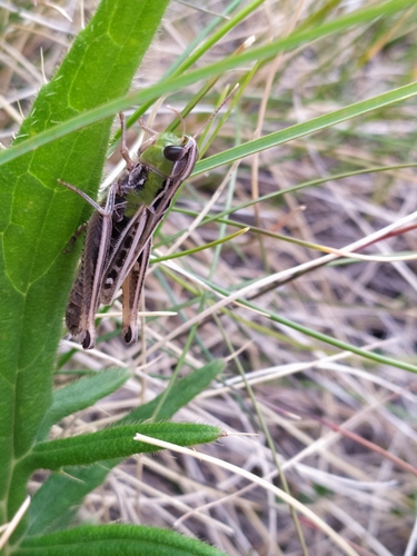 koník vápencový (Stenobothrus nigromaculatus)