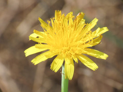 Hypochaeris radicata