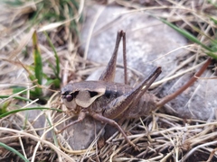 Pholidoptera dalmatica