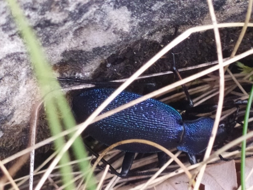 Smežurani trčak (Carabus caelatus)