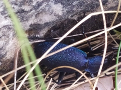 Carabus caelatus