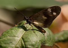 Acraea johnstoni