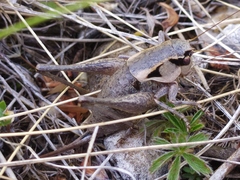 Pholidoptera dalmatica