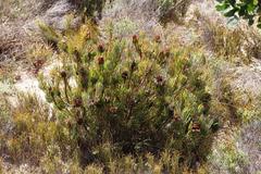 Protea canaliculata