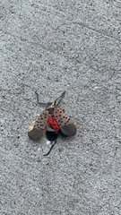 Lycorma delicatula