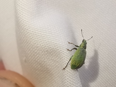 Polydrusus planifrons