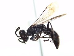 Lyroda subita