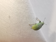 Polydrusus planifrons