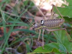 Ephippiger discoidalis