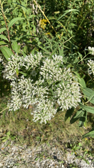 Eupatorium altissimum