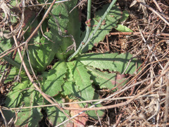 Hypochaeris radicata