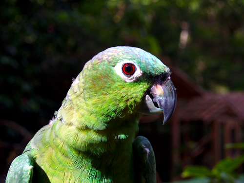 Mealy Parrot (Southern)