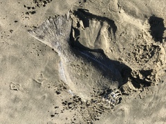 Paralichthys californicus